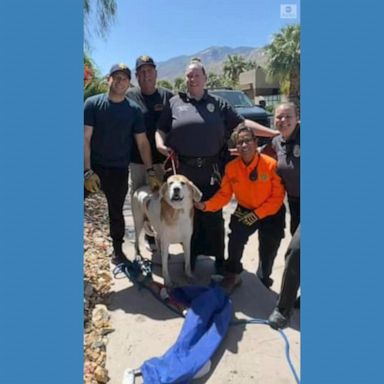 VIDEO: Dog rescued from Palm Springs storm drain