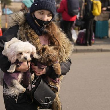 VIDEO: ABC News Live: Saving Ukraine’s animals from war