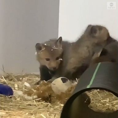 Orphaned fox cubs have a rough-and-tumble playtime at a wildlife sanctuary in New York. 