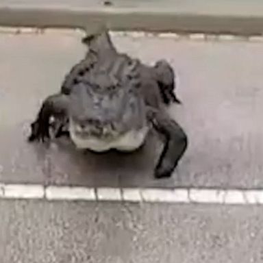 A very determined alligator did not let anything get in its way as it crossed a busy street in Venice, Florida.