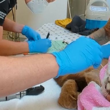 An emaciated mountain lion cub spotted by hikers in the San Francisco Bay Area was brought to the Oakland Zoo, where veterinarians have named her "Rose" and are trying to nurse her back t