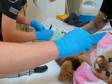 WATCH: Orphaned mountain lion gets first checkup at California zoo