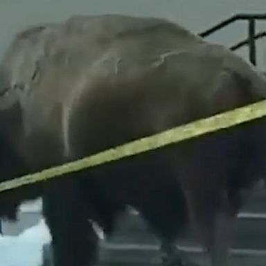 A bison roaming the snowy streets of Mammoth, Wyoming, tears down safety tape outside a local hotel.