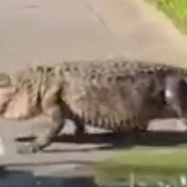 Sheriff's deputies captured video of a large alligator crawling through a front yard in Florida before making its way into a community lake.