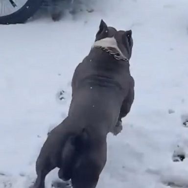 These adorable pups in Buffalo are enjoying a snow day. 