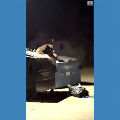 A resident of Big Bear Lake “thought the bear was coming after” him after the giant animal looked in his direction and scrambled out of a trashcan. 