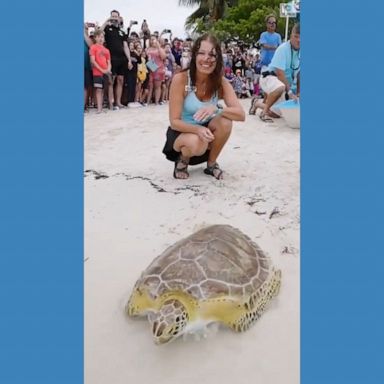 A crowd cheered as a rehabilitated green sea turtle was released into the ocean in Marathon, Florida, in celebration of Earth Day. 