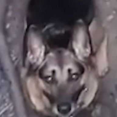 Police joined forces with local firefighters to help rescue a German Shepherd from a 12-foot-deep hole after the pet fell while playing with its owner in Fontana, California.