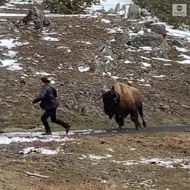 VIDEO: Bison charges Yellowstone visitor who got too close