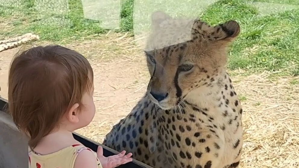 Video Little girl shares a moment with a cheetah at a zoo - ABC News
