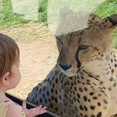 The cheetah sat next to the excited girl at a zoo in Virginia.