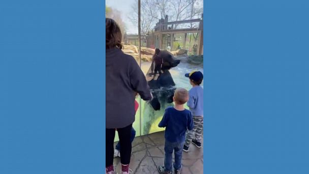 Video Bear Jumps With Kids At St Louis Zoo Abc News