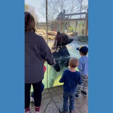 A grizzly bear jumped up and down with a group of children who were visiting the St. Louis Zoo in Missouri.