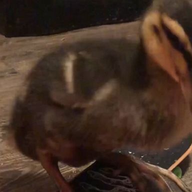 Remi, a duck riding a skateboard pulled with clear string, is the only video you need to watch today.