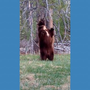 A bear found the perfect tree for a quick back scratch at South Lake Tahoe, California.