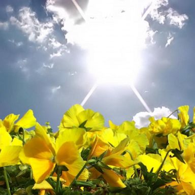 VIDEO: Study shows pollen season will be longer and more intense due to climate change