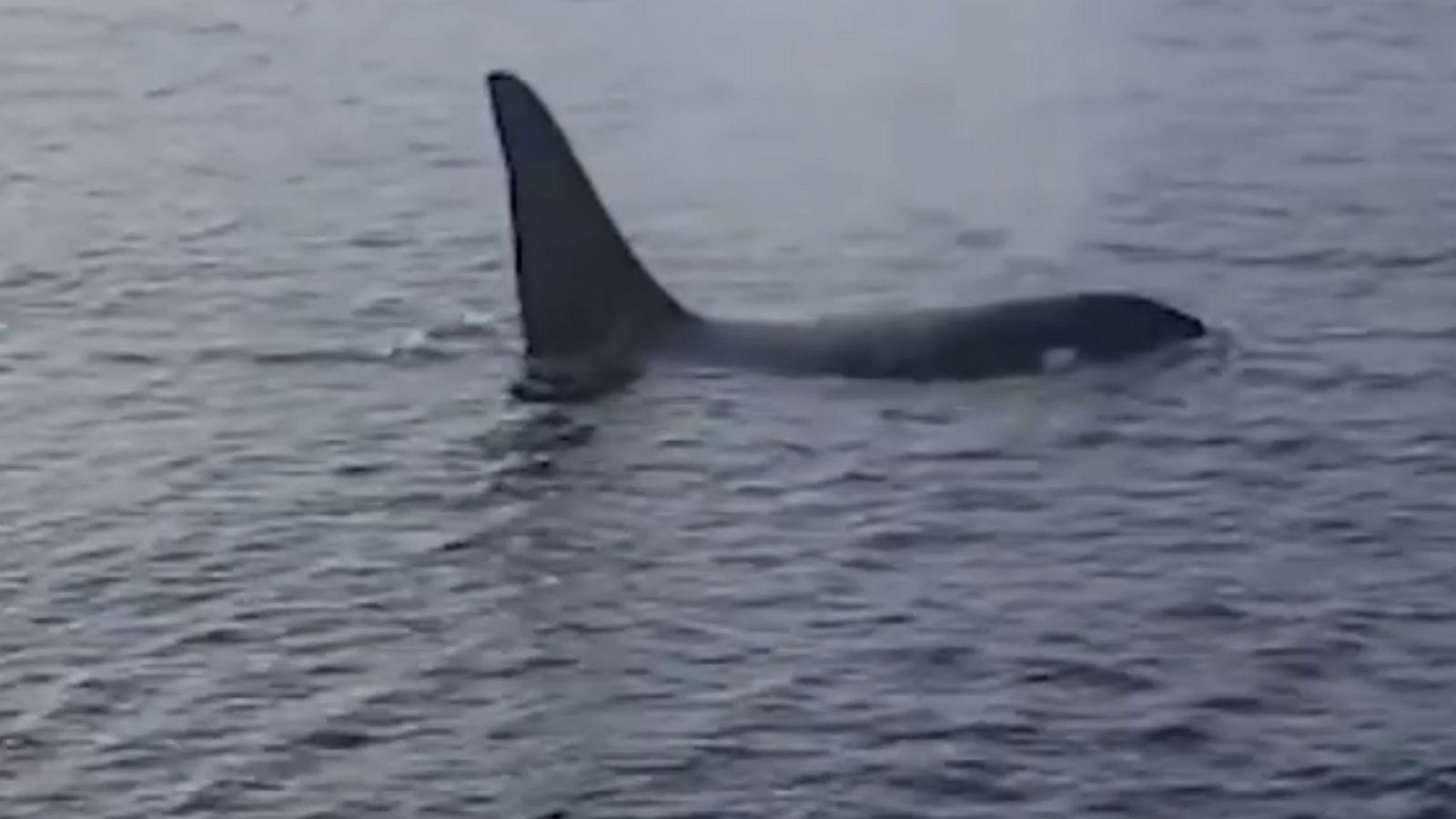 Orca follows fishing boat off coast of Nantucket - Good Morning America