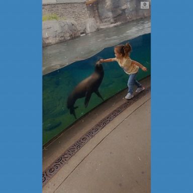 A video recorded by the girl’s mother shows her daughter bonding with a sea lion at the Smithsonian National Zoo in Washington, D.C. 