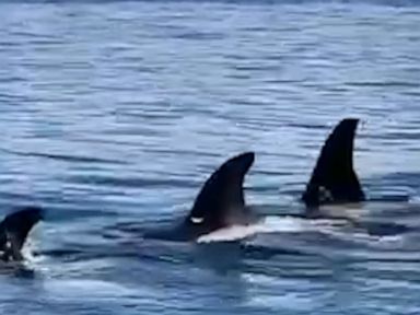 WATCH Pod of orcas swims along shore in Washington
