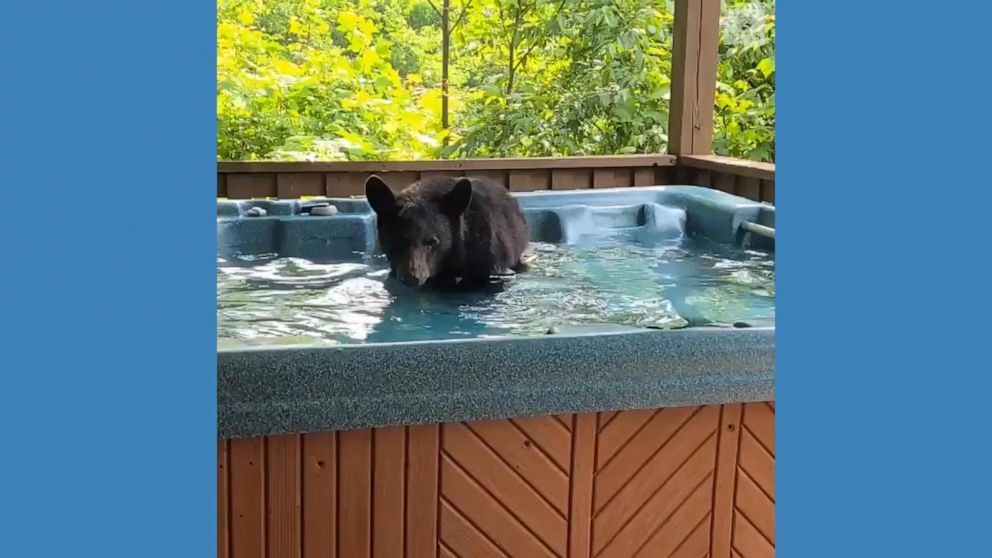 Video Curious bear cub caught splashing about in Tennessee hot tub ...