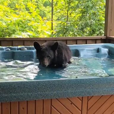 PHOTO: A relaxed bear cub took some time out for a soak in a hot tub on this Tennessee cabin porch.