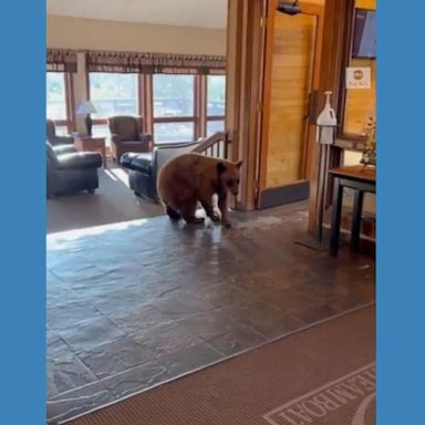 PHOTO: A hotel receptionist captured the moment a curious bear wandered through the lobby at her hotel in Steamboat Springs, Colorado.