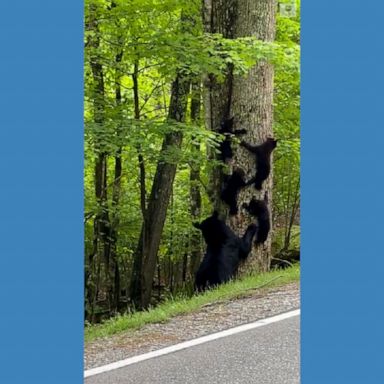 A family of bears was spotted shimmying down a tree in North Carolina under the watchful eye of their mother.