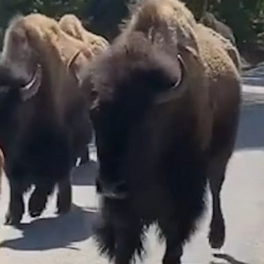 Drivers get stuck in the best kind of traffic jam as a herd of bison roam the roads with their calves in Yellowstone National Park.