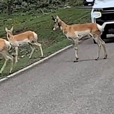 Drivers in Yellowstone National Park were forced to stop—thanks to antelope crossing the street.