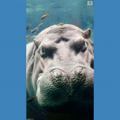 Timothy the hippo had a little rest and relaxation as small fish swam around him at the San Antonio Zoo.