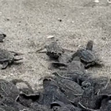 A batch of leatherback sea turtle hatchlings on Florida’s Juno Beach made their way into the ocean.