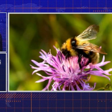 VIDEO: BY THE NUMBERS: Bees