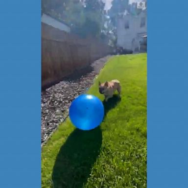 A puppy had the time of his life while bouncing around a toy ball with his owner in the backyard of their Salt Lake City house. 