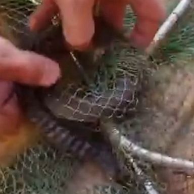 A snake catcher frees a keelback snake from a fish net -- and gets a "smile" in return.