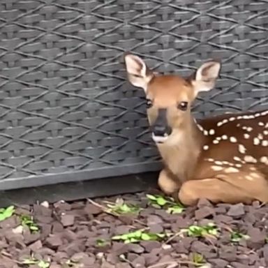 A New Jersey TikTok user was delighted to see a deer apparently showing off her newborn fawn.