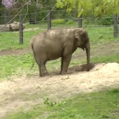 A yearslong legal attempt to get Happy, an elephant residing at the Bronx Zoo, transferred to an elephant sanctuary failed Tuesday when New York's highest court rejected a petition from the Nonhuman Rights Project.