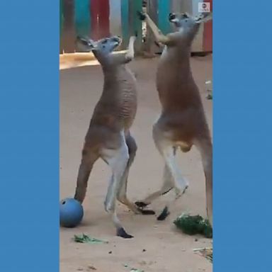 Two kangaroos tussled around in their enclosure at Texas’ San Antonio Zoo. 