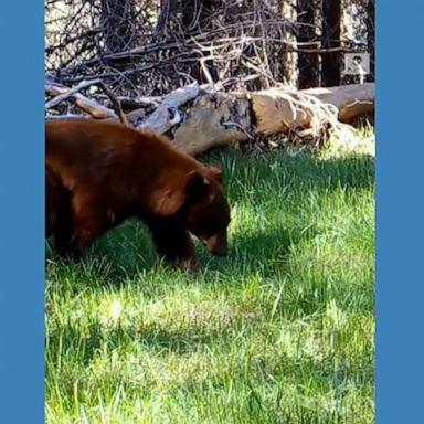 PHOTO: Curious bear sniffs a camera as it strolls past in South Lake Tahoe, California.