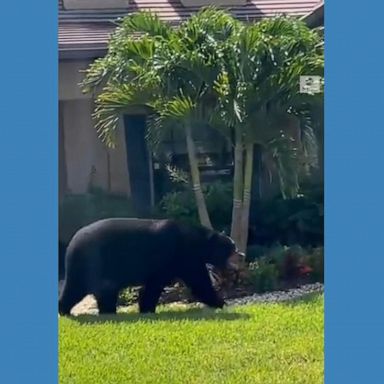 PHOTO: A large bear was filmed casually strolling through yards in this Florida neighborhood, amusing onlookers as it went.