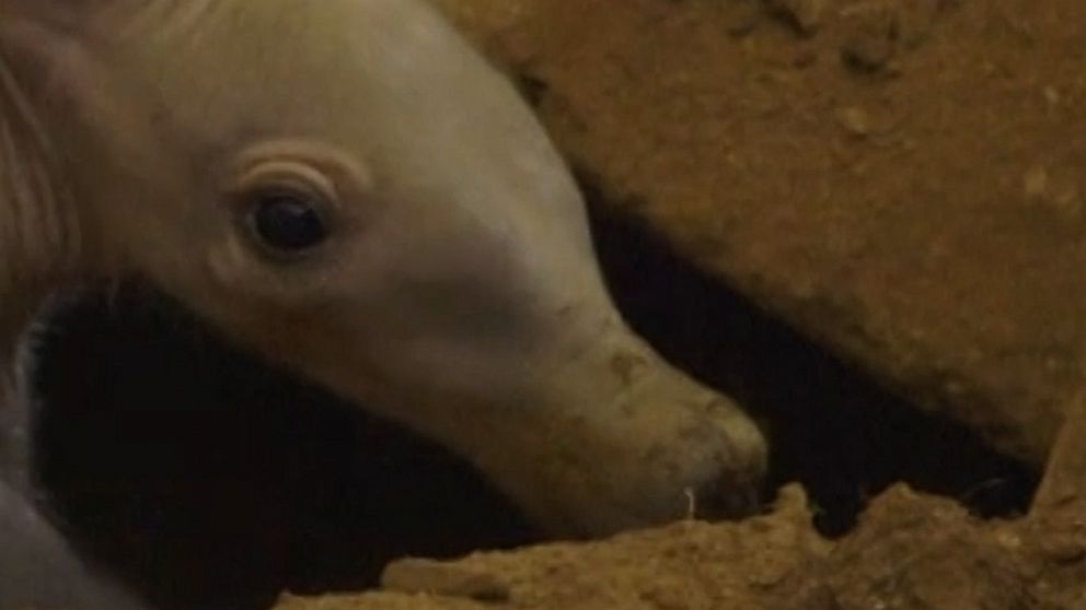 Video Aardvark pup born at San Diego Zoo for 1st time in 35 years - ABC