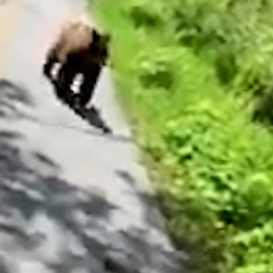 A bear followed a woman along a bush walkway for more than three minutes, continuing to track her during her hike as she tried to scare the animal away.