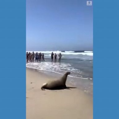 A pregnant sea lion that wandered onto a California golf course made her way back into the ocean. 