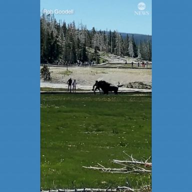 The incident, which remains under investigation, is the second bison attack at the park this year.