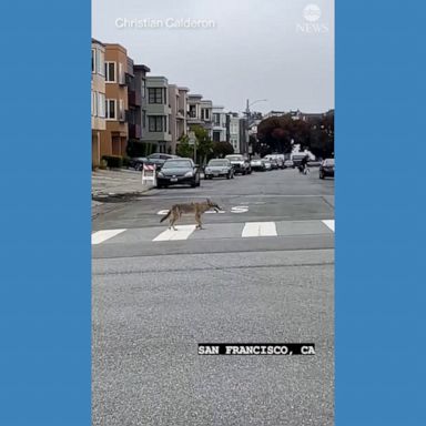 The coyote was spotted crossing the street in the Laurel Heights neighborhood.