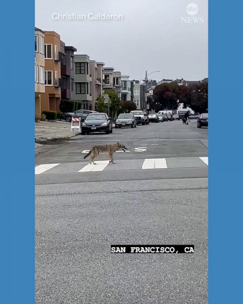 San Francisco's Coyote Population