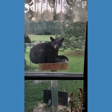 VIDEO: Backyard bear chows down on bird feeder