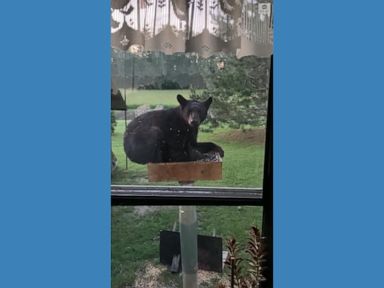 WATCH:  Backyard bear chows down on bird feeder