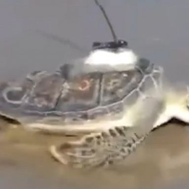 Dozens of people gathered to watch as sea turtles rehabilitated by the New England Aquarium were released back into the ocean after they were found "cold-stunned" on a shore in late 2021.