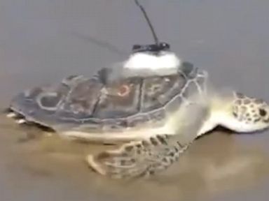 WATCH Rehabilitated sea turtles released back into the ocean