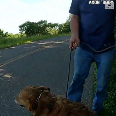 A New York State trooper crawled into a culvert to rescue a missing golden retriever named Lilah and safely reunited her with her owner. 